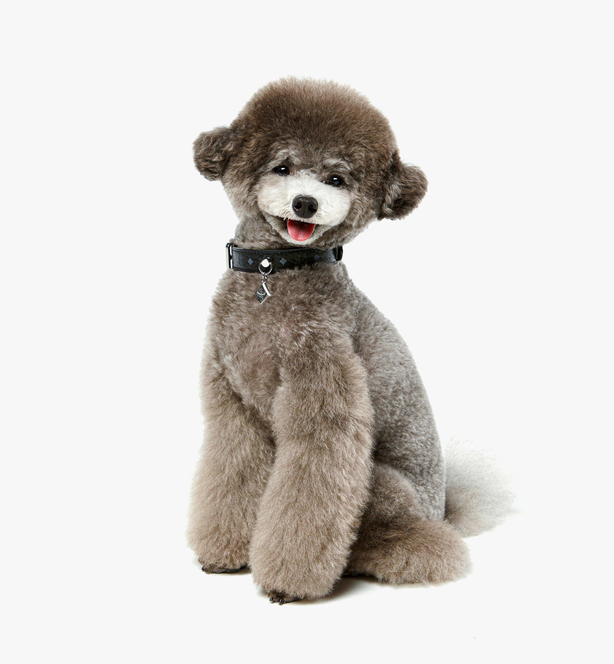 Pet Collar in Monogram Print Leather - 2