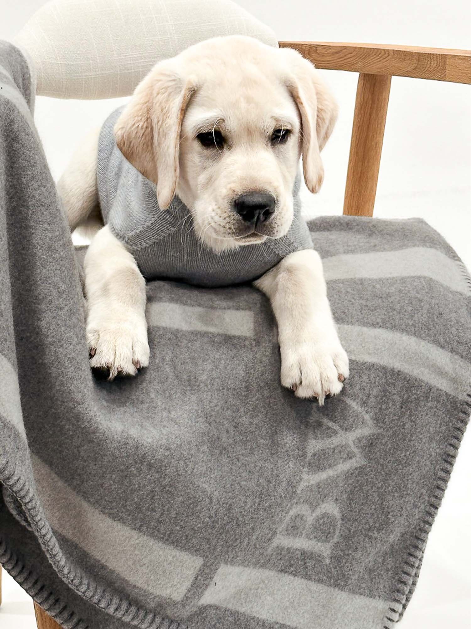 The Cashmere Dog Hoodie - 2