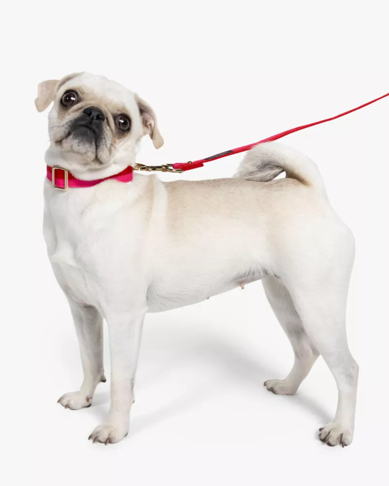 kate spade Colorblock Leash S/m outlook