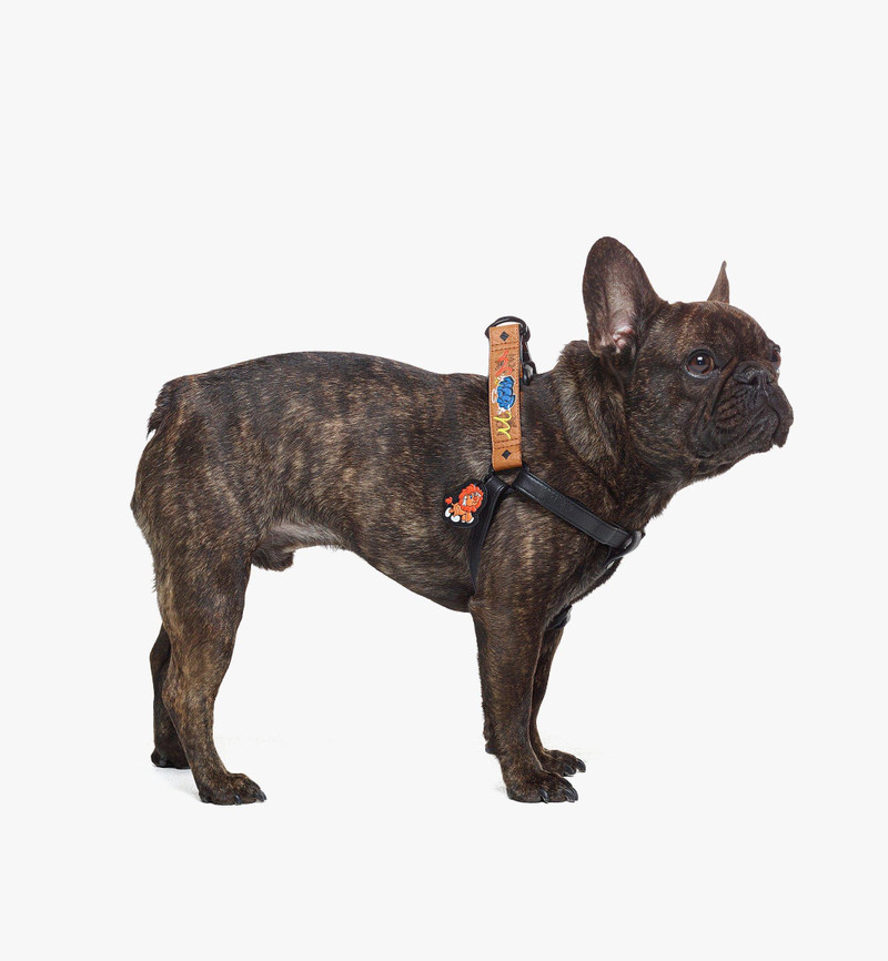 Haru, Henry, Kaiser Pet Harness in Visetos 4