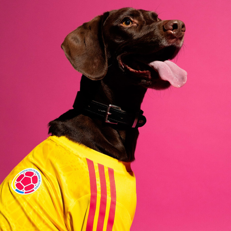 Pet Jersey 26 Colombia 7