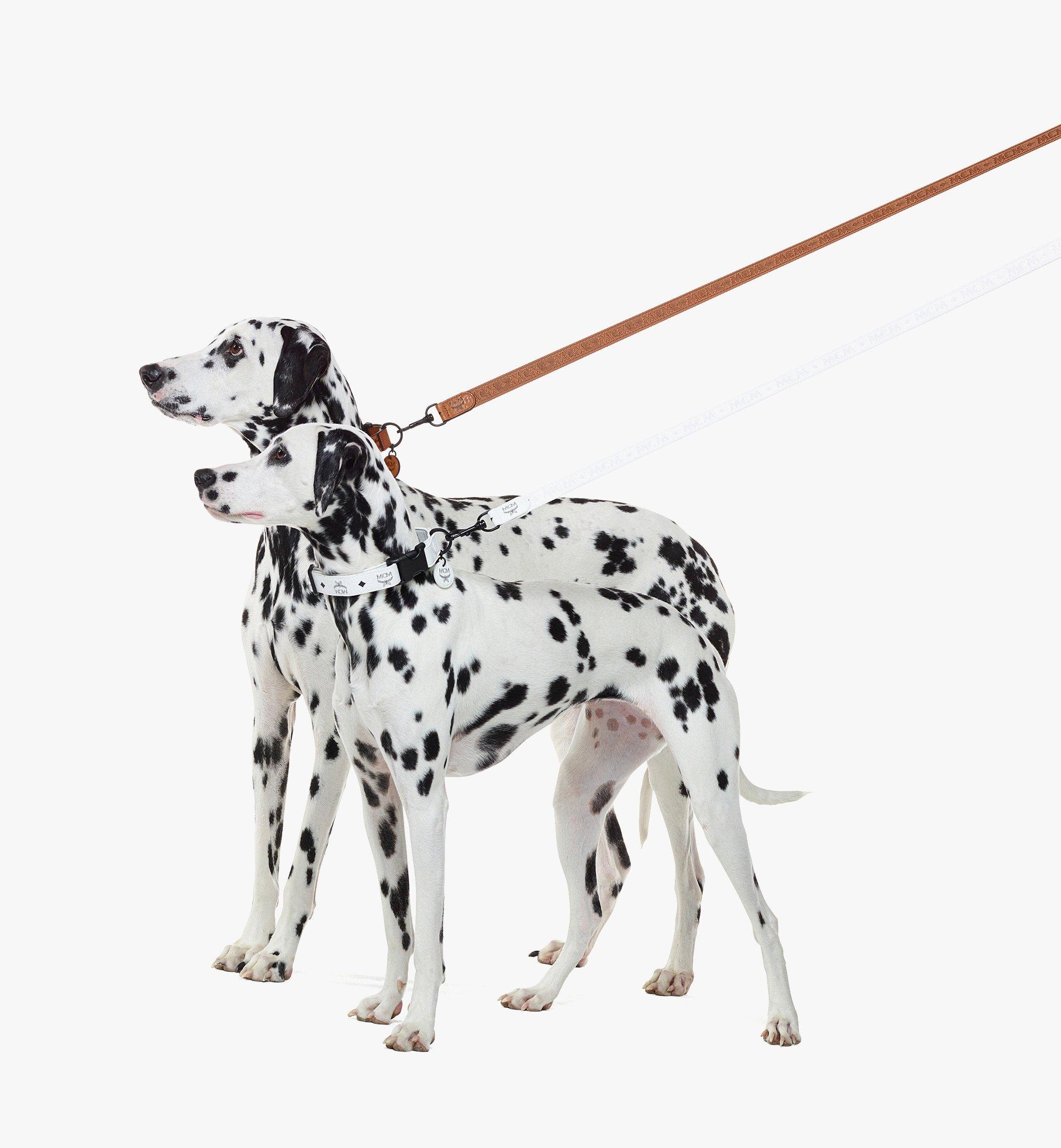 Pet Leash in Visetos - 5