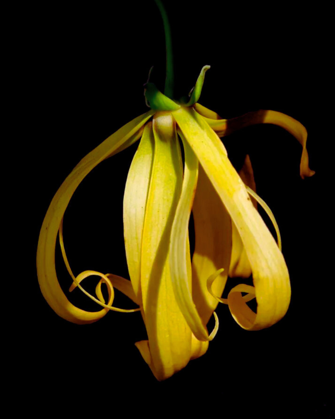 Ylang Ylang Brooch - 2