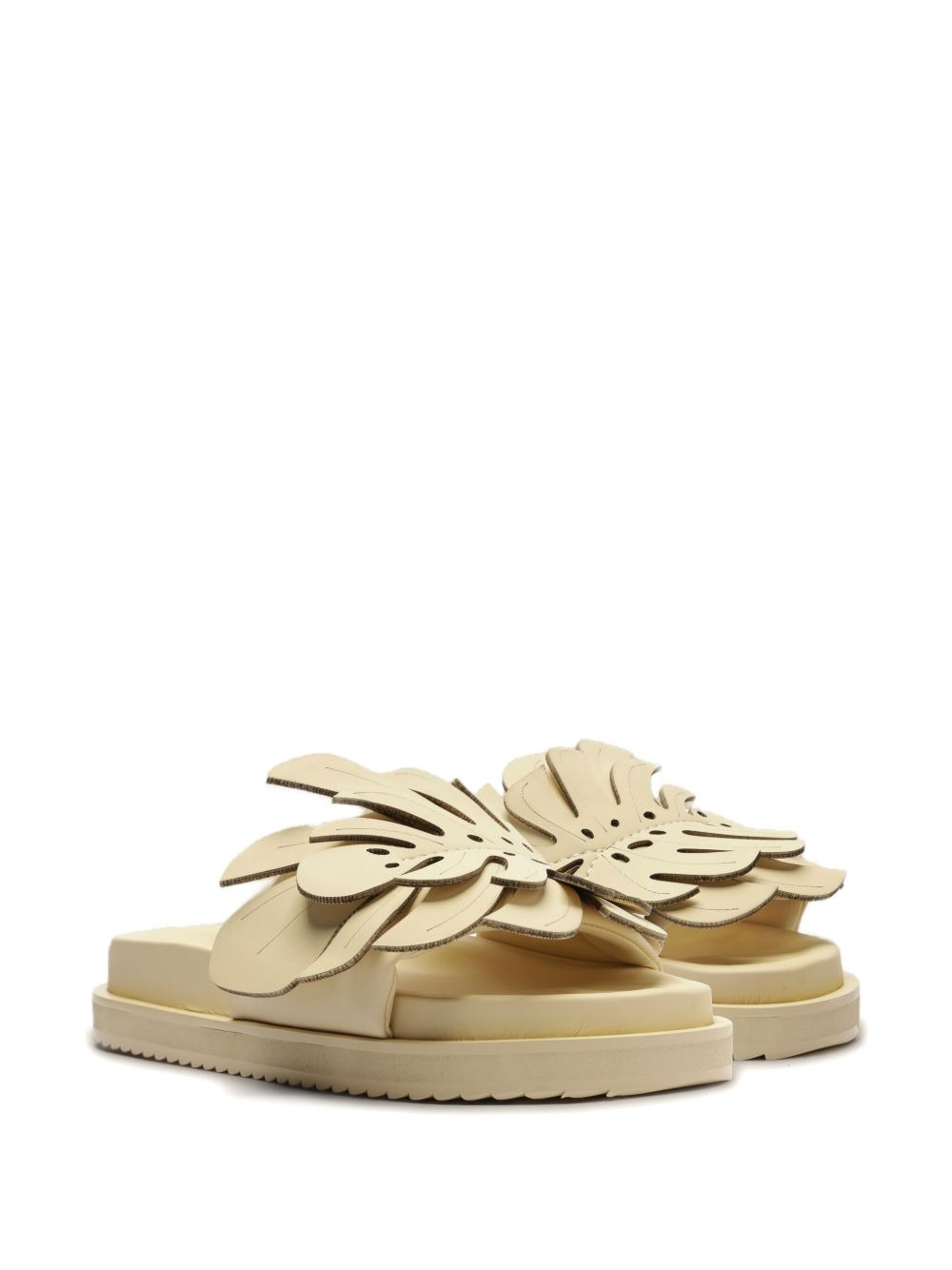 Monstera slides - 2