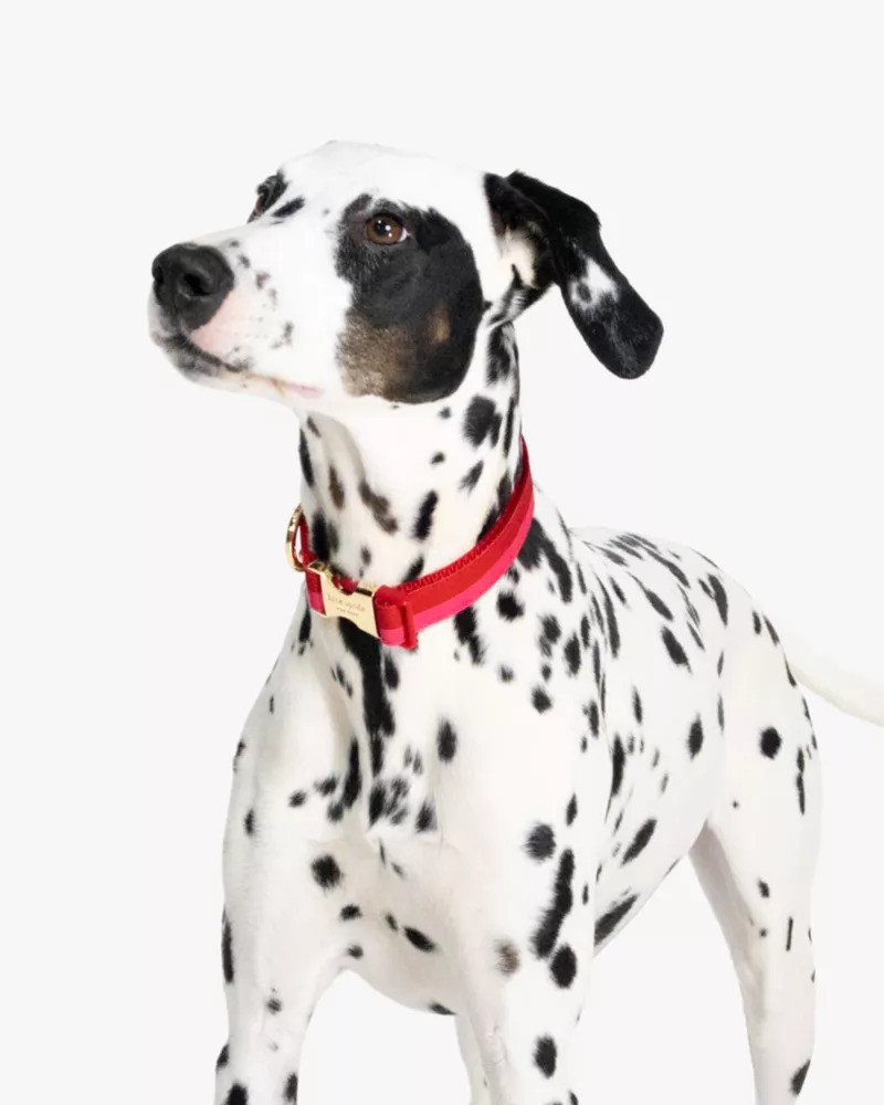 Colorblock Collar 5