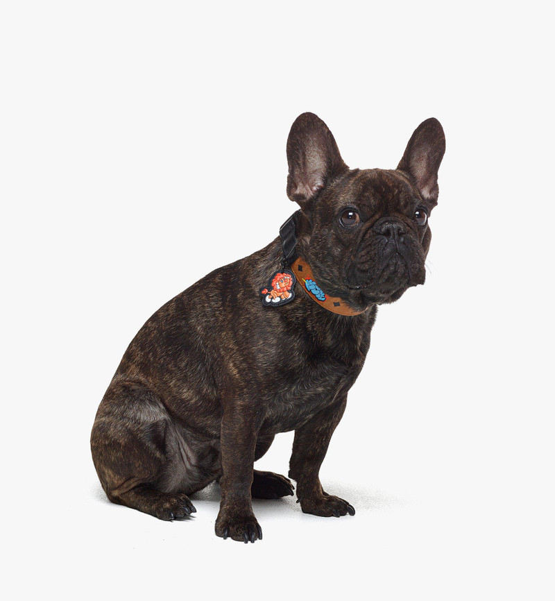 Haru, Henry, Kaiser Pet Collar in Visetos 4