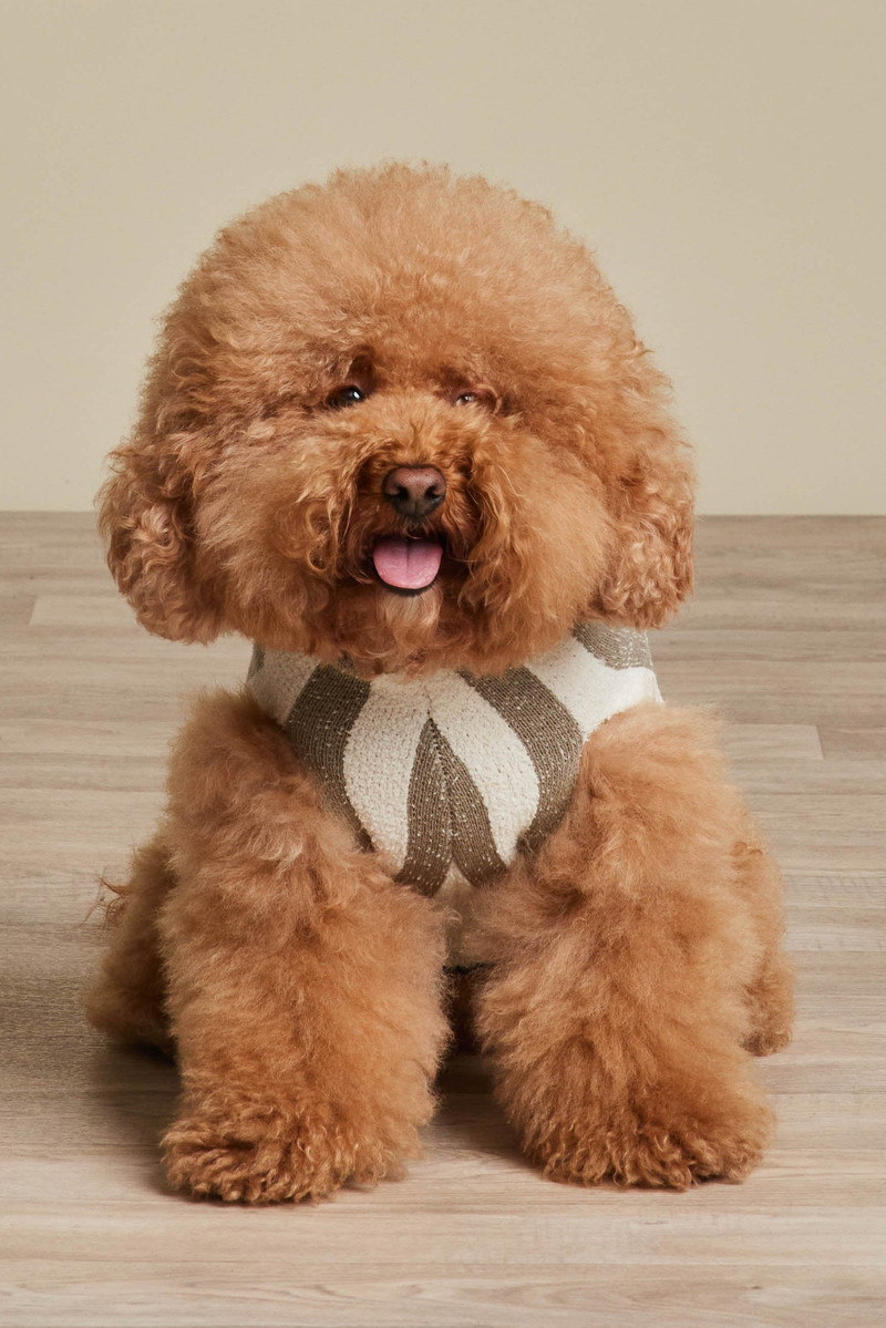 CozyChic® Cotton Classic Stripe Pet Sweater 1