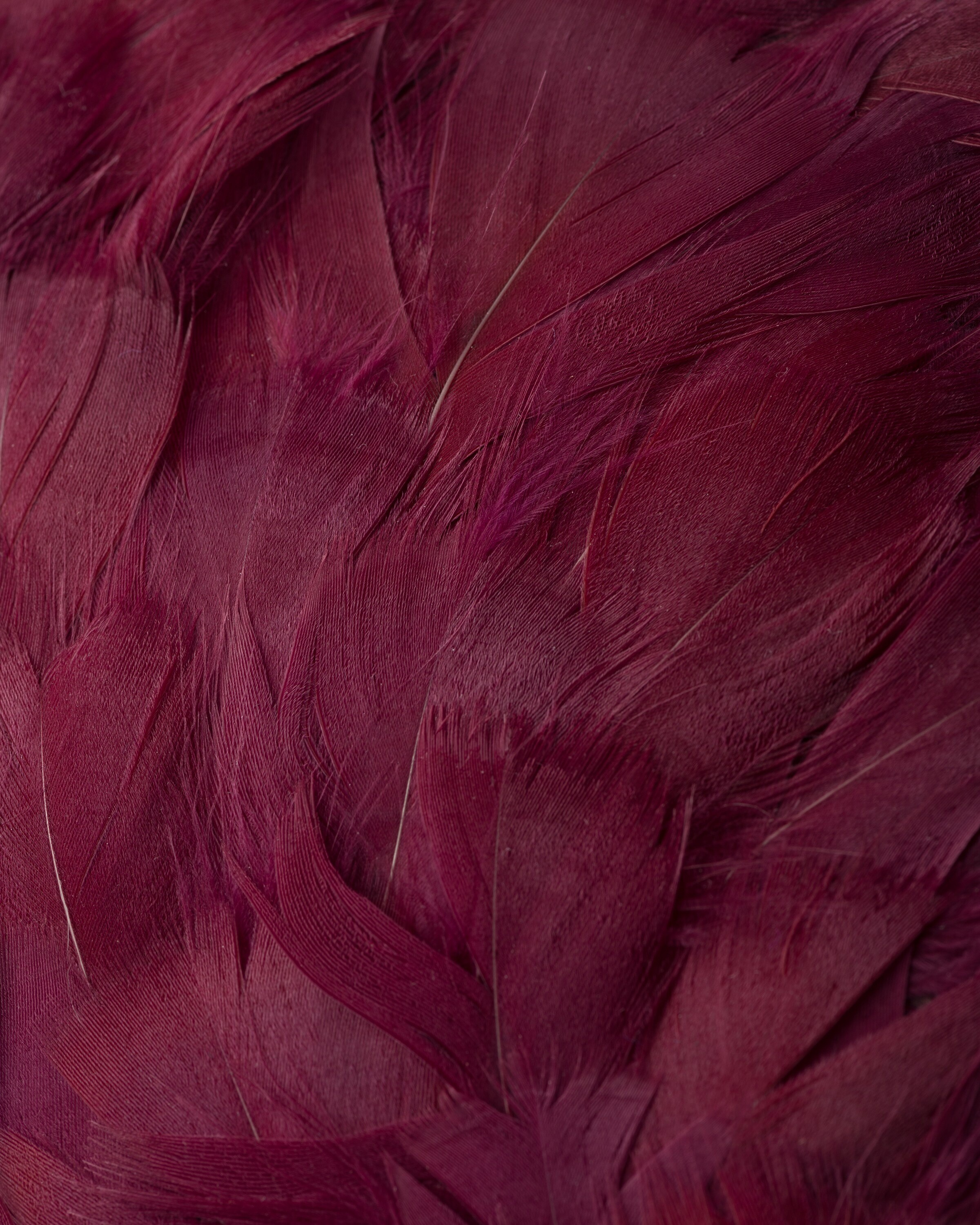 Patent leather and feather hat - 3