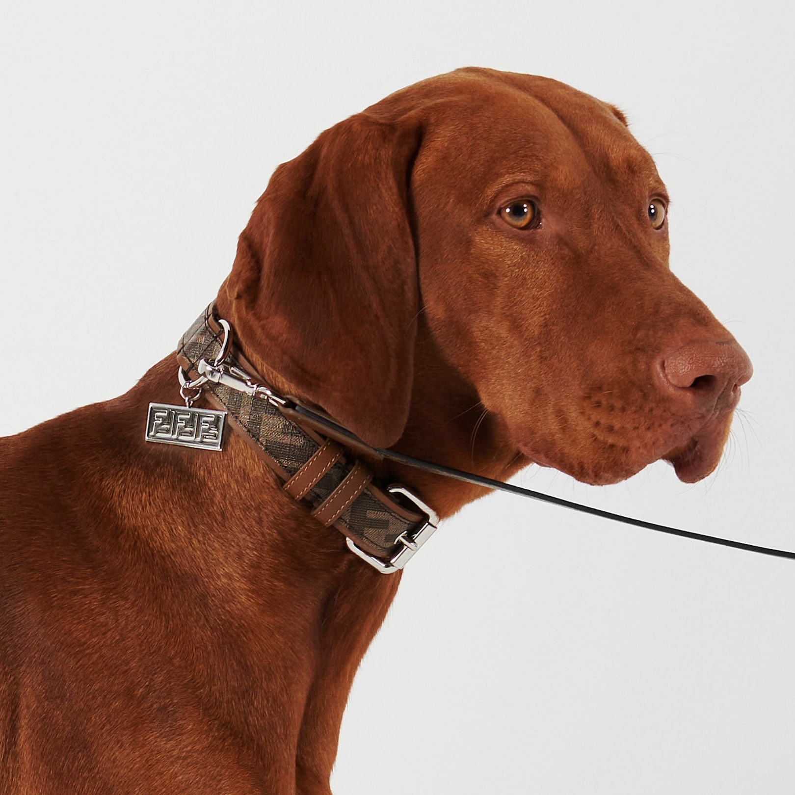 Dog Collar - 3