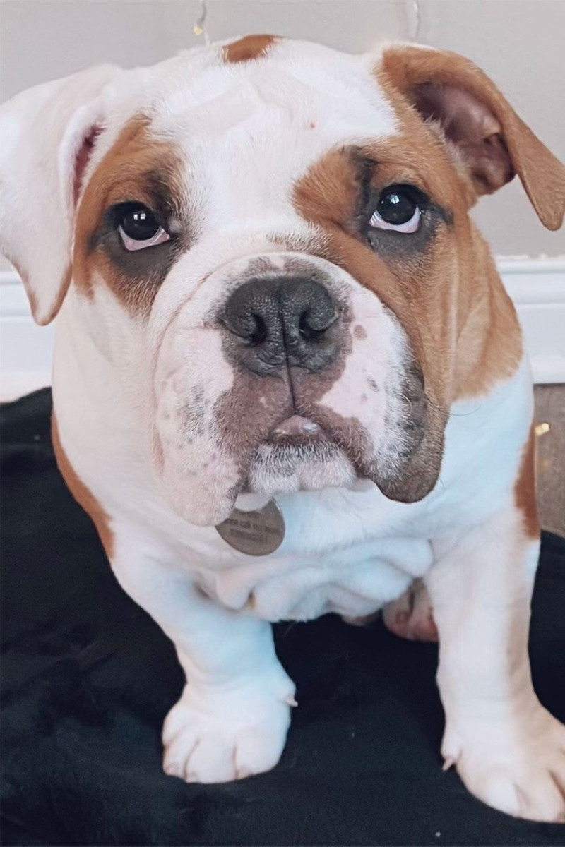 STAUD CUSTOM KAIA SHOULDER BAG | CREAM 8