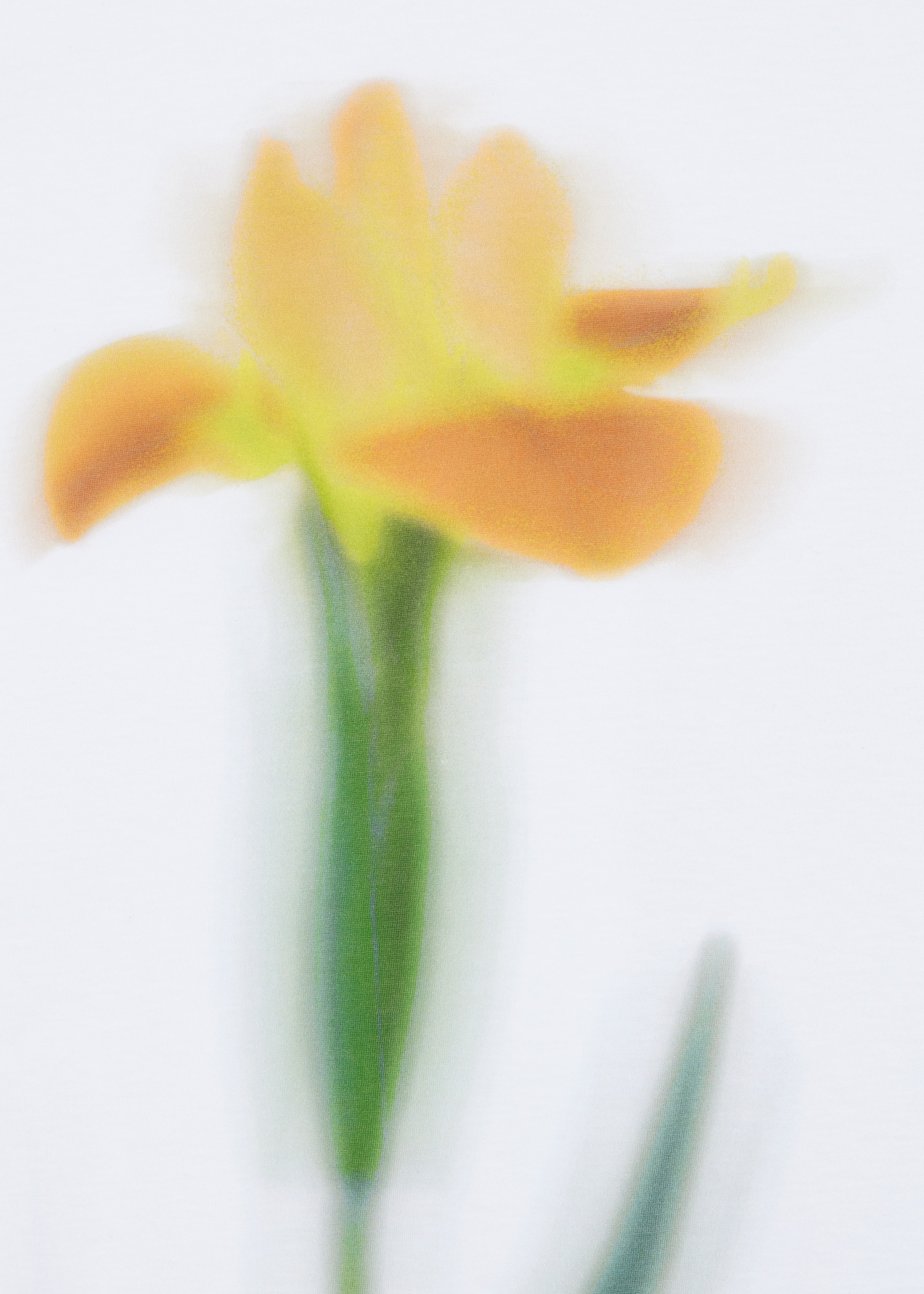 Women's White Cotton 'Blurred Flower Stem' T-Shirt - 2