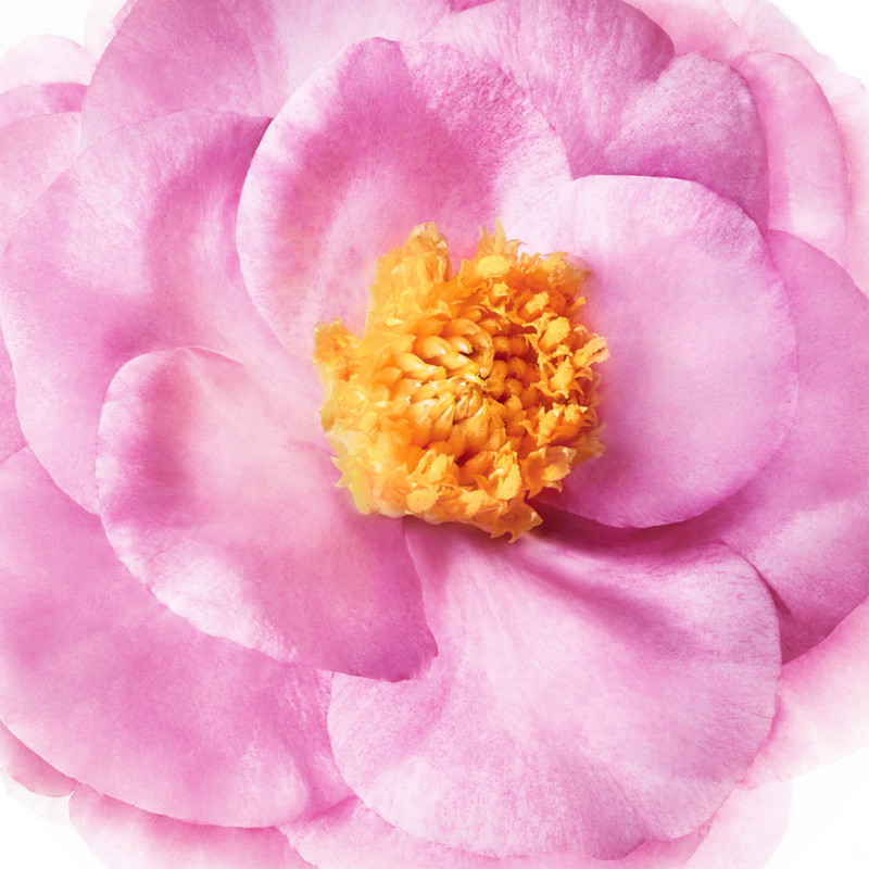 The Pre-Shampoo Nourishing Mask 6