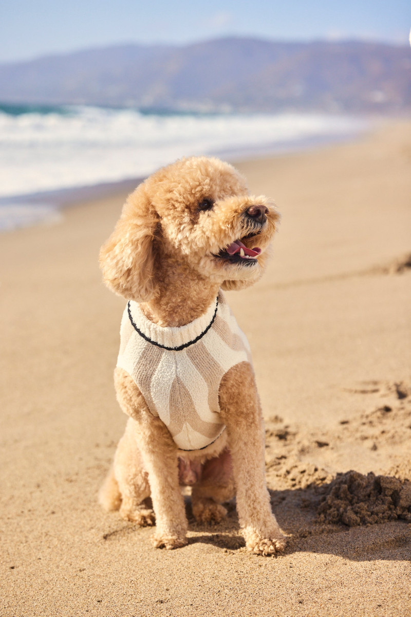 CozyChic® Cotton Classic Stripe Pet Sweater 3