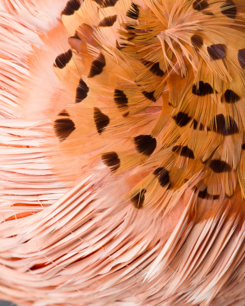 Patent leather and feather hat 4