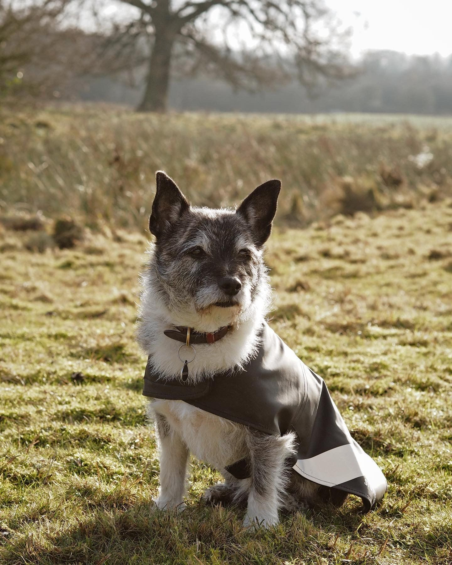Dog Raincoat Black - 4