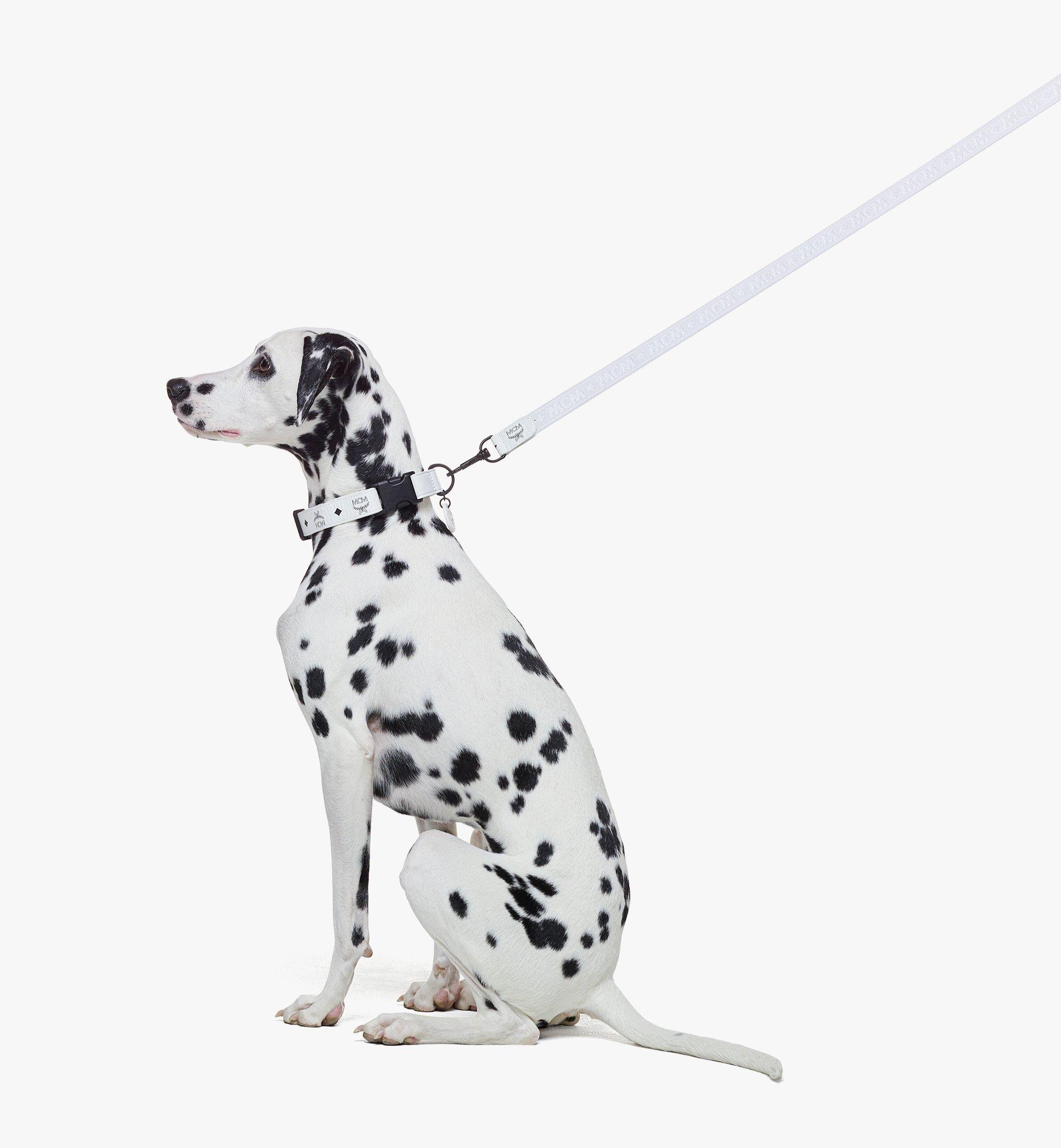 Pet Leash in Visetos - 2