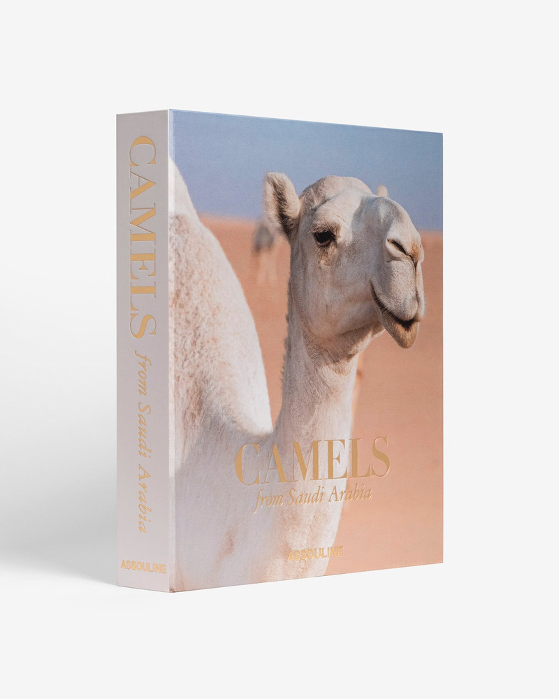 Camels from Saudi Arabia 1