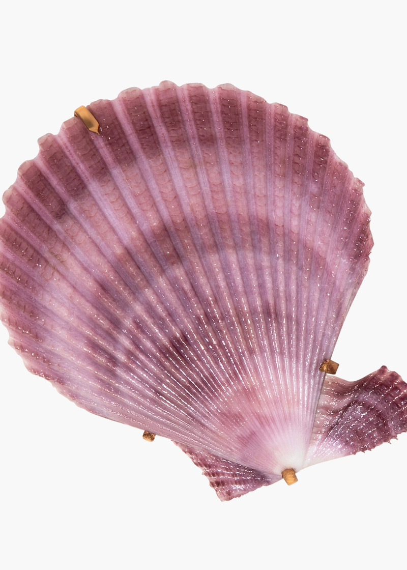 Paradis Barrette 5