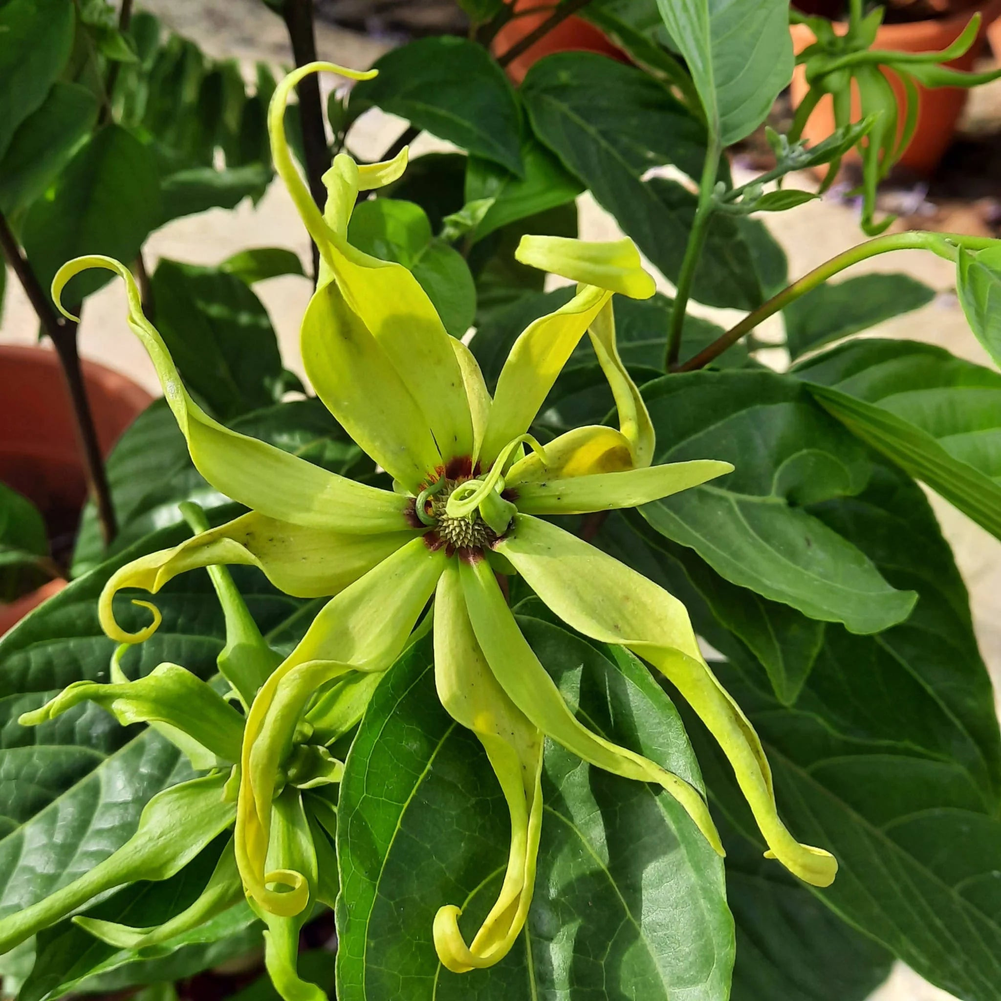 Ylang Ylang Earrings - 6