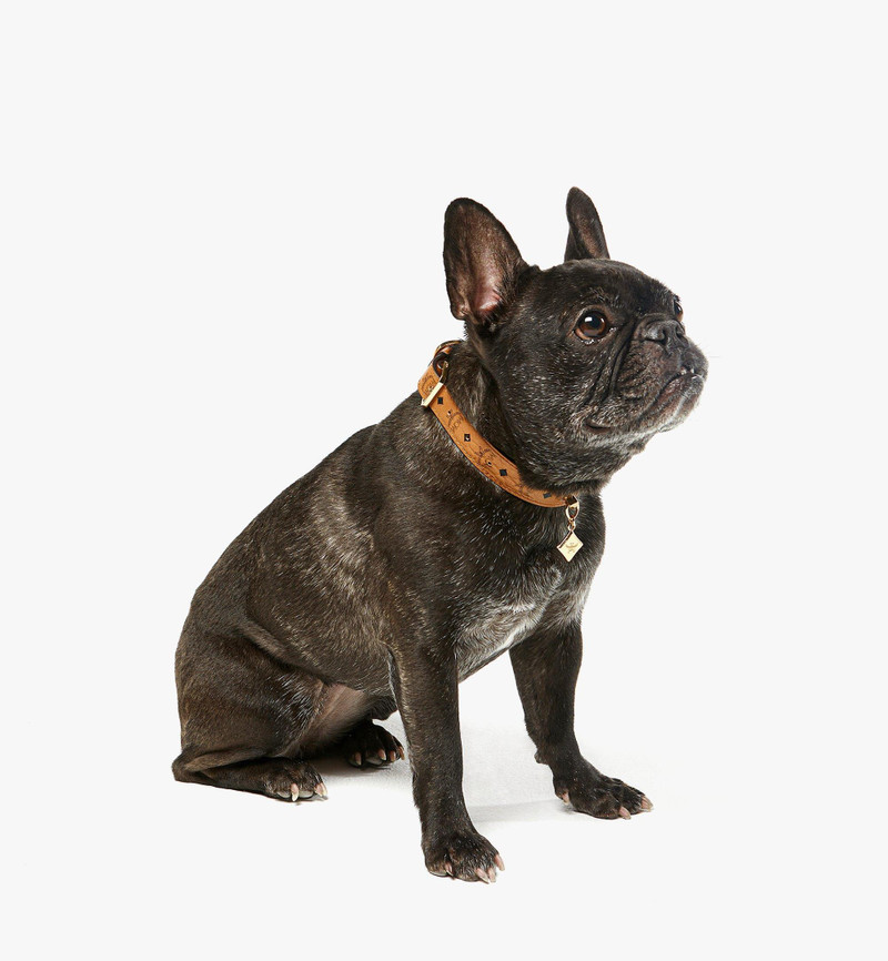 Pet Collar in Monogram Print Leather 4