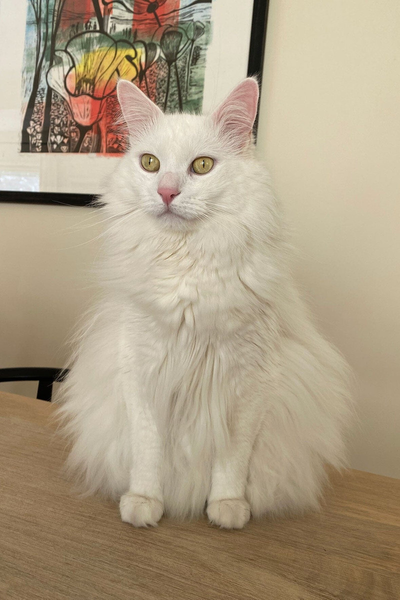 STAUD | CUSTOM SHIRLEY LEATHER BAG | BLACK 4