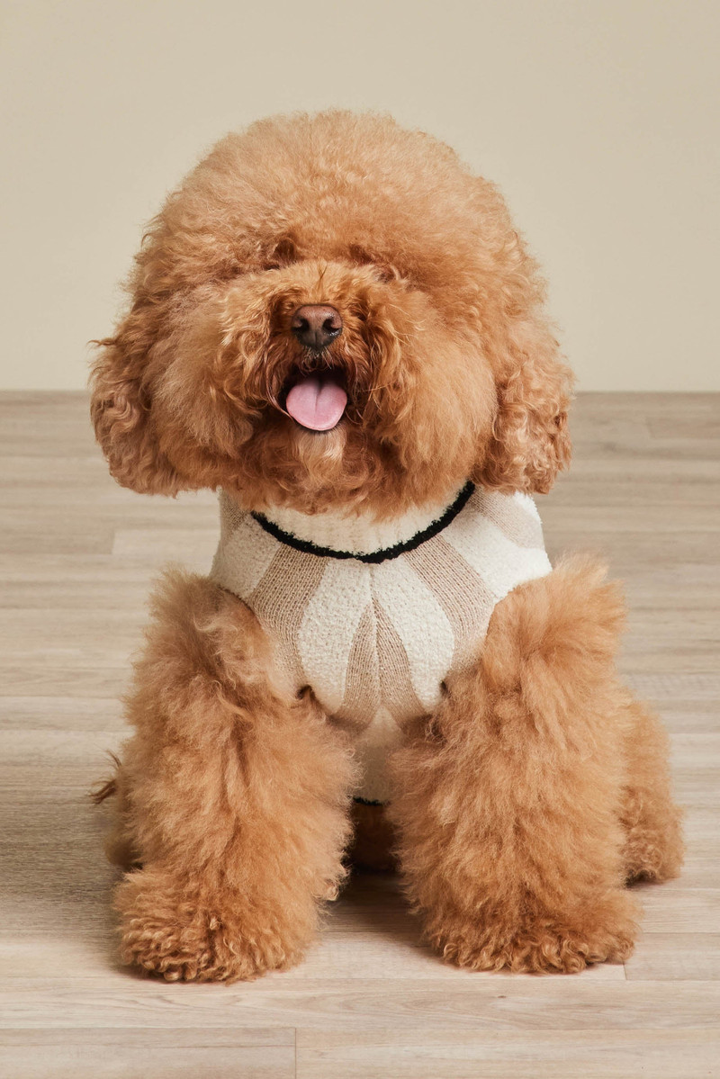 CozyChic® Cotton Classic Stripe Pet Sweater 1