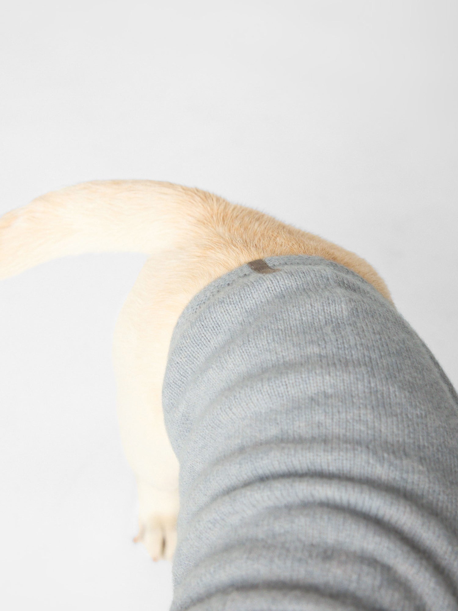 The Cashmere Dog Hoodie - 3