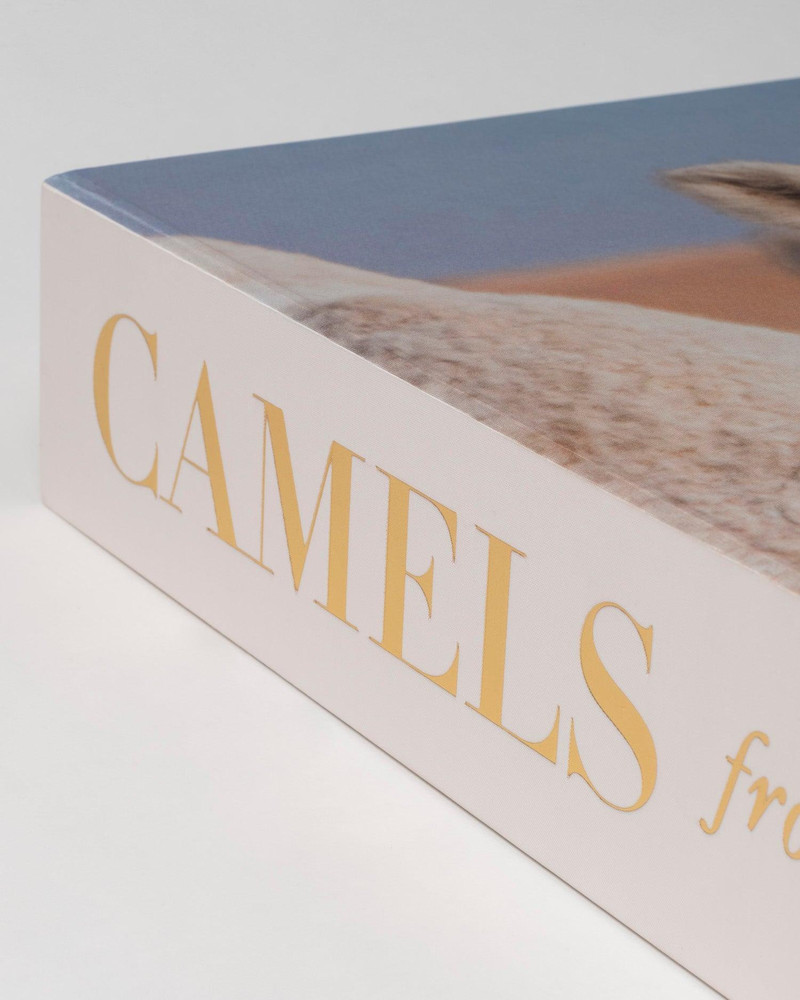 Camels from Saudi Arabia 4