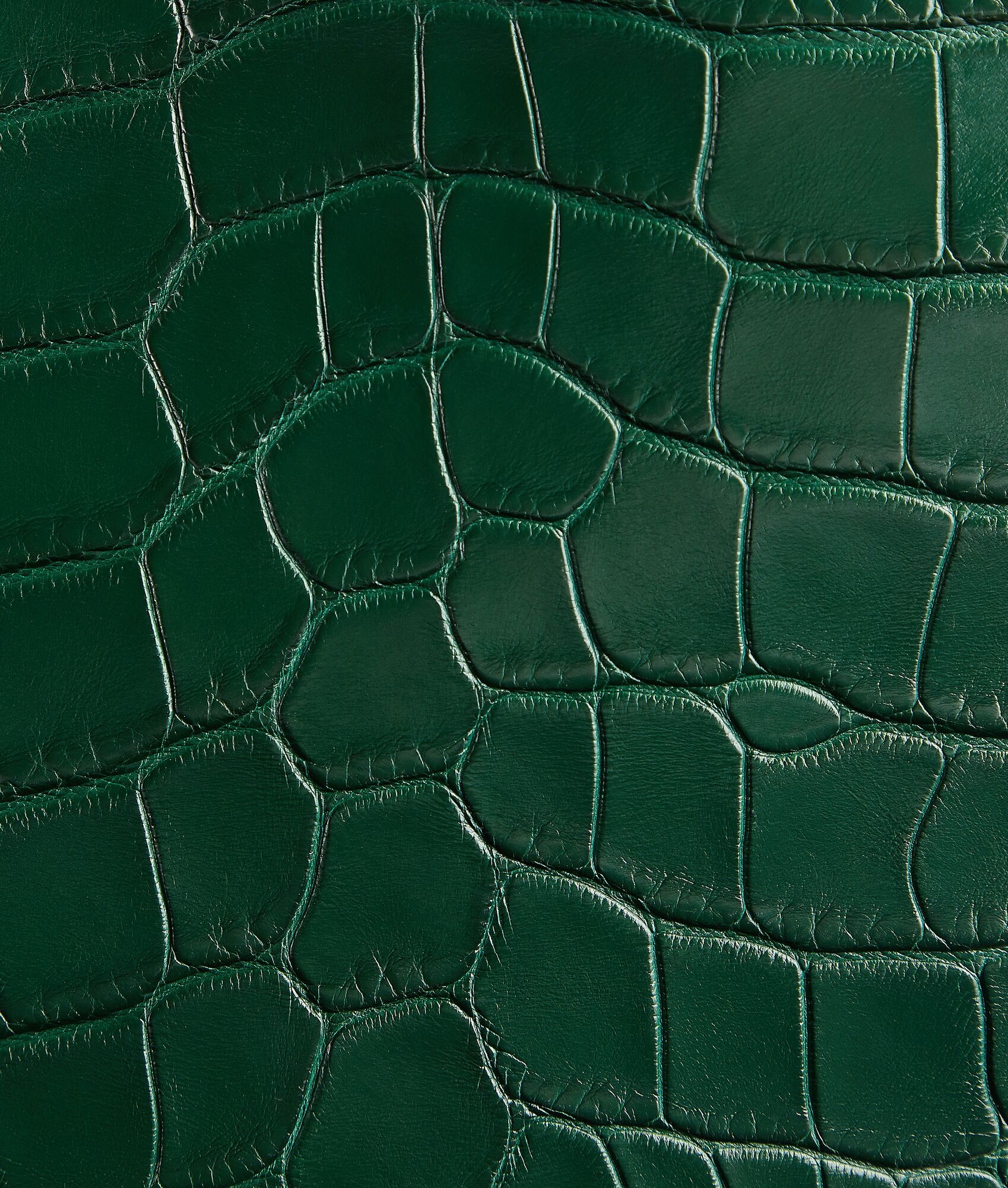 Sardine - 5
