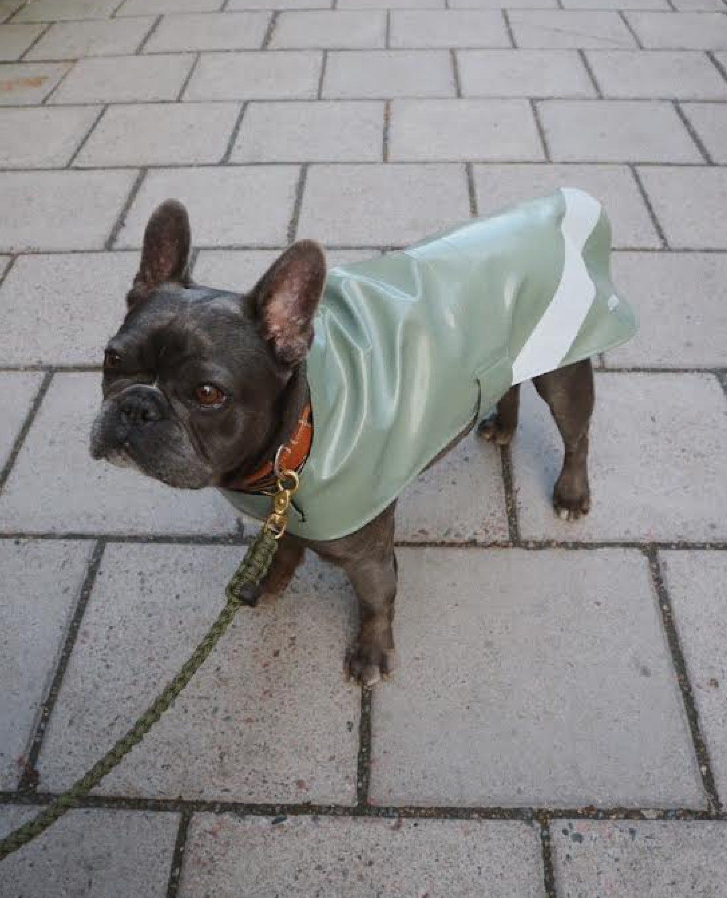 Dog Raincoat Opal Khaki Green - 2