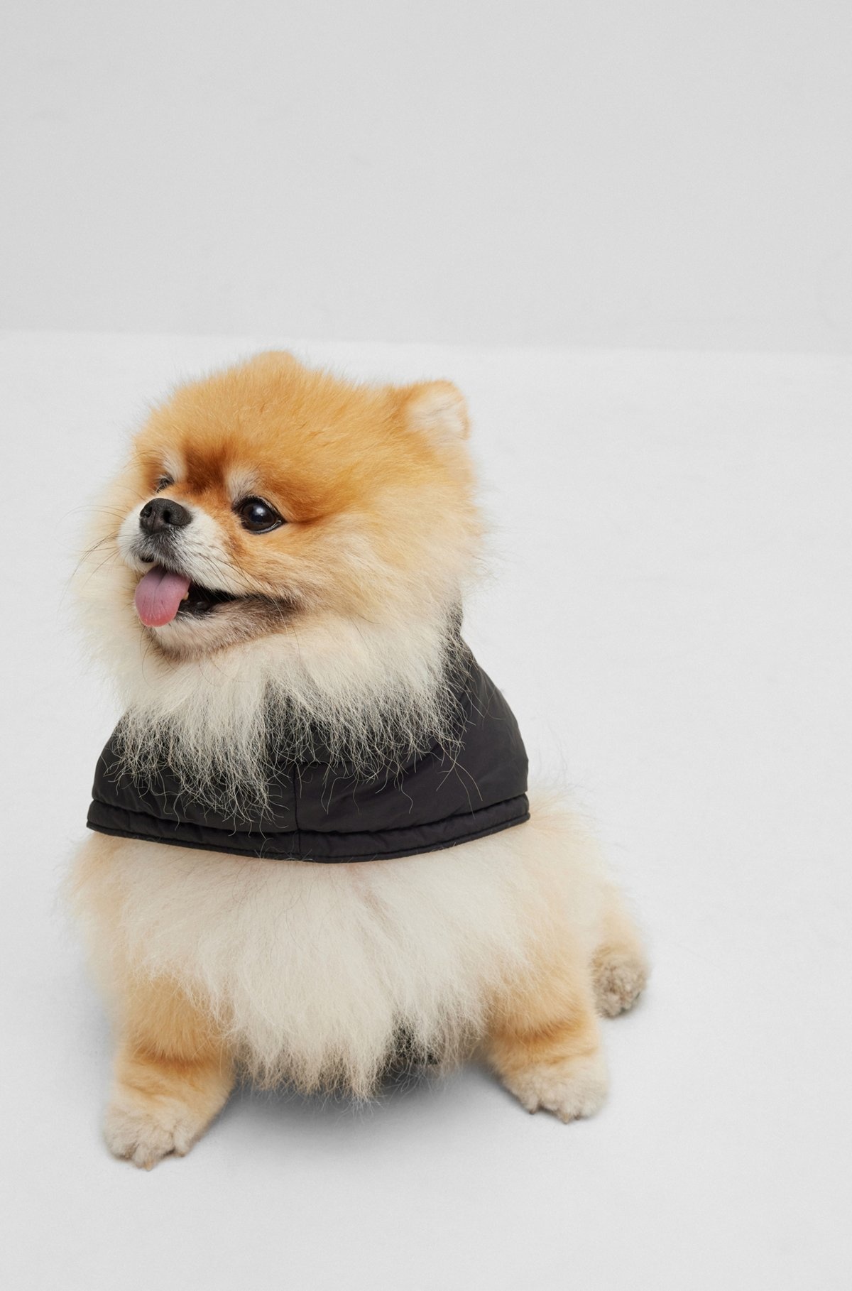DOG PADDED JACKET WITH CONTRAST LOGO - 2