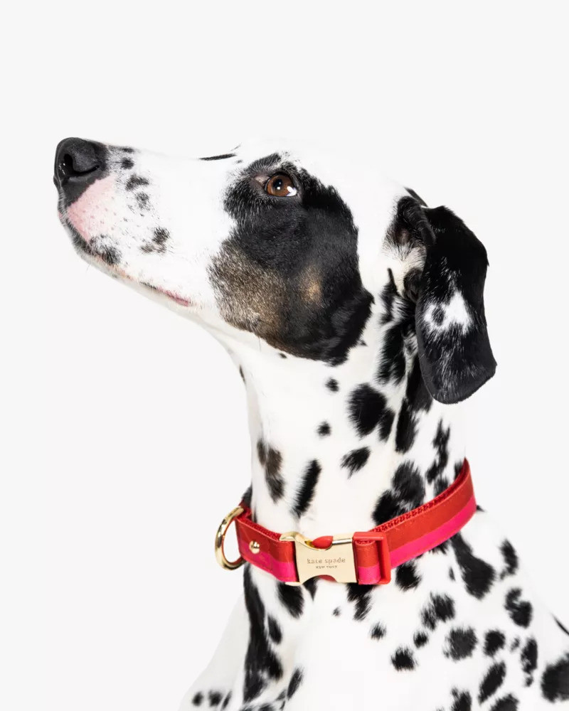 Colorblock Collar 3