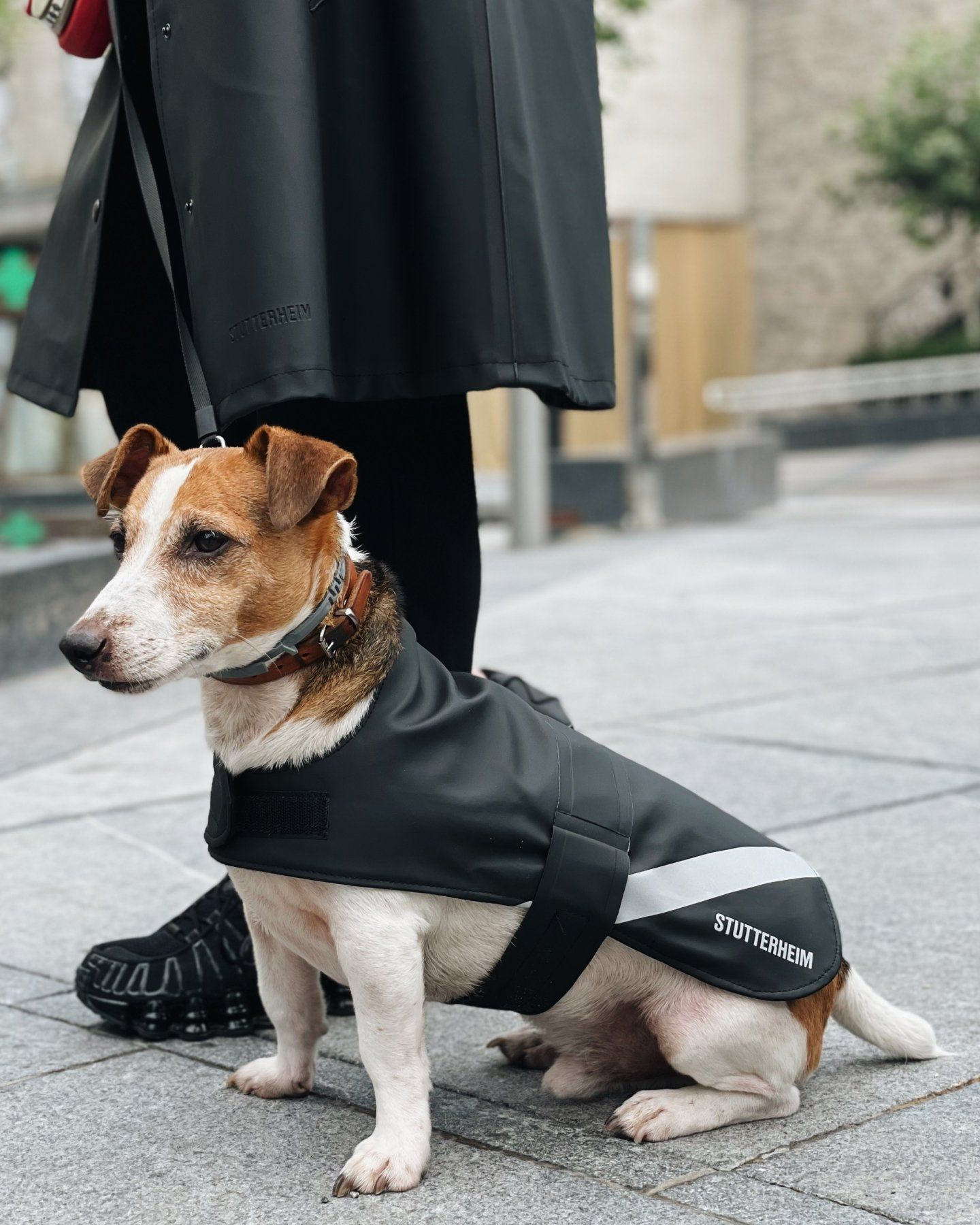 Dog Raincoat Black - 2
