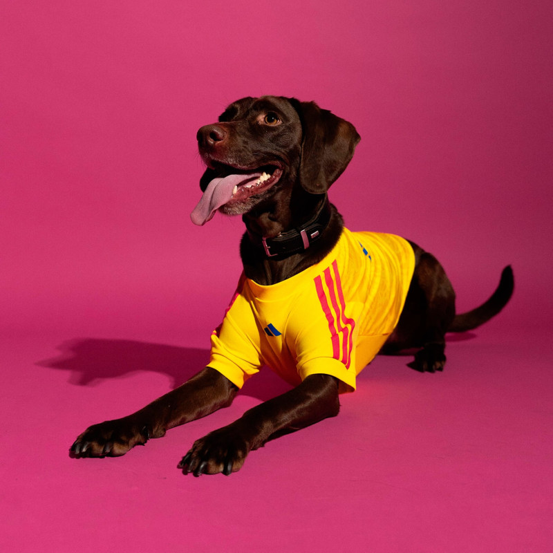 Pet Jersey 26 Colombia 3