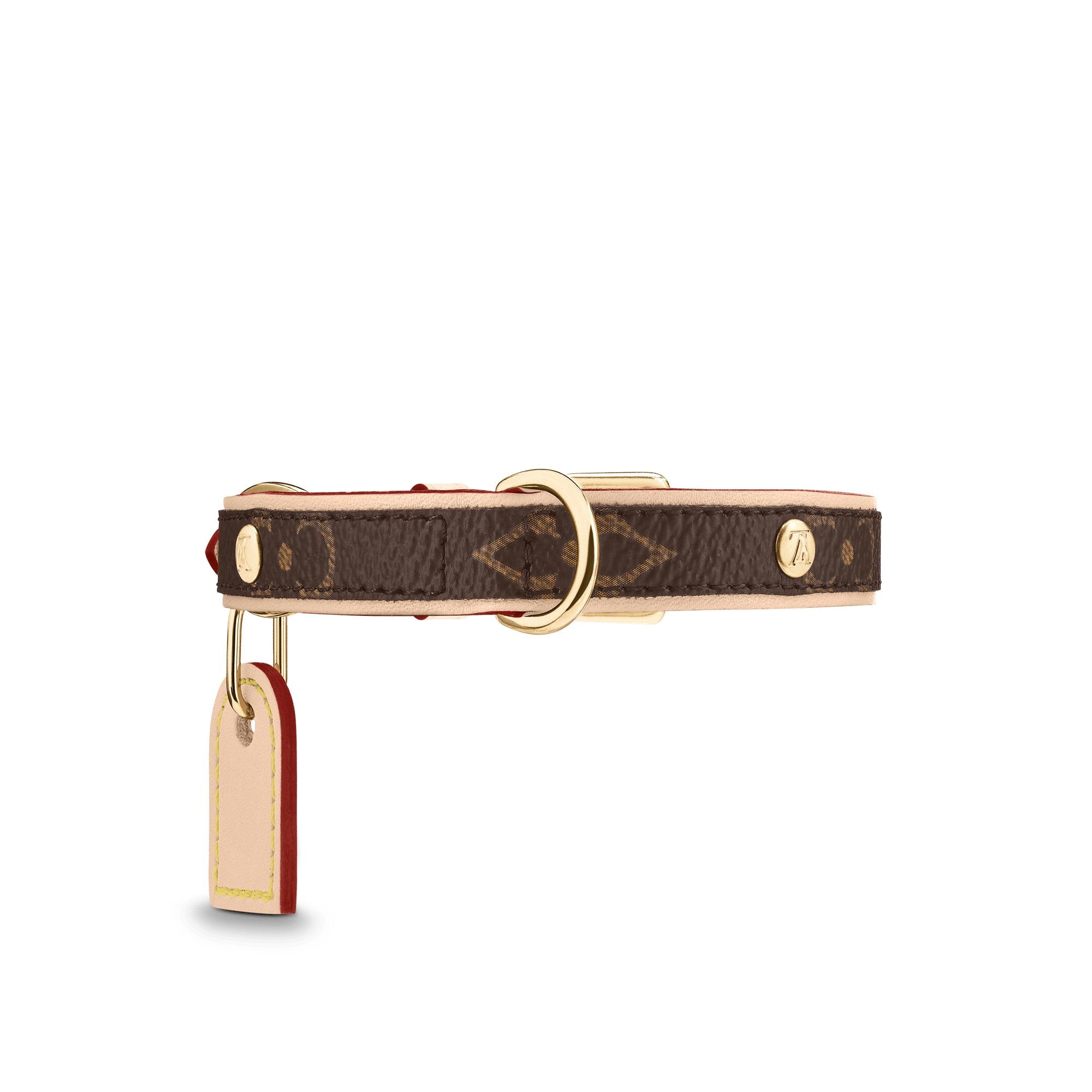 Baxter Dog Collar PM - 4