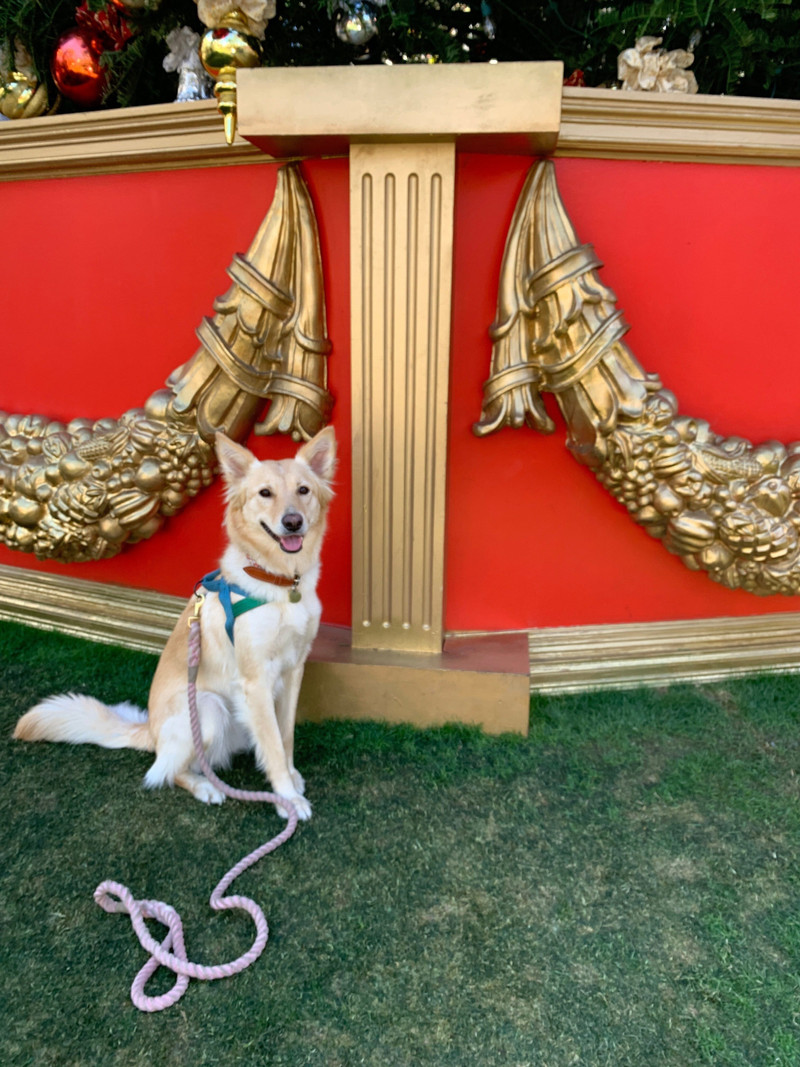 STAUD CUSTOM MINI SHIRLEY LEATHER BAG | TAN 7