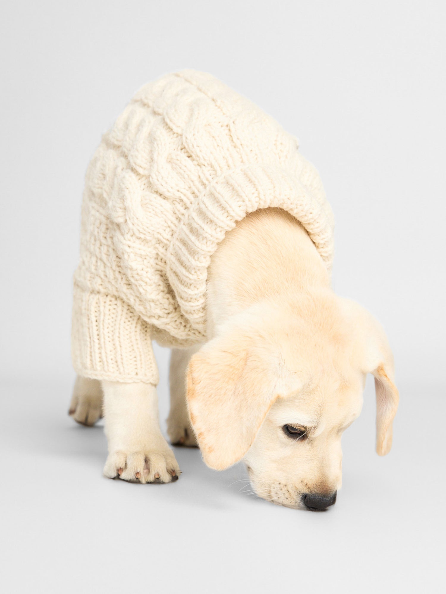 The Cable Dog Sweater - 3