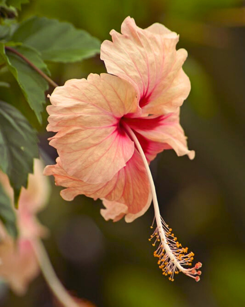 YSSO Hibiscus Necklace outlook