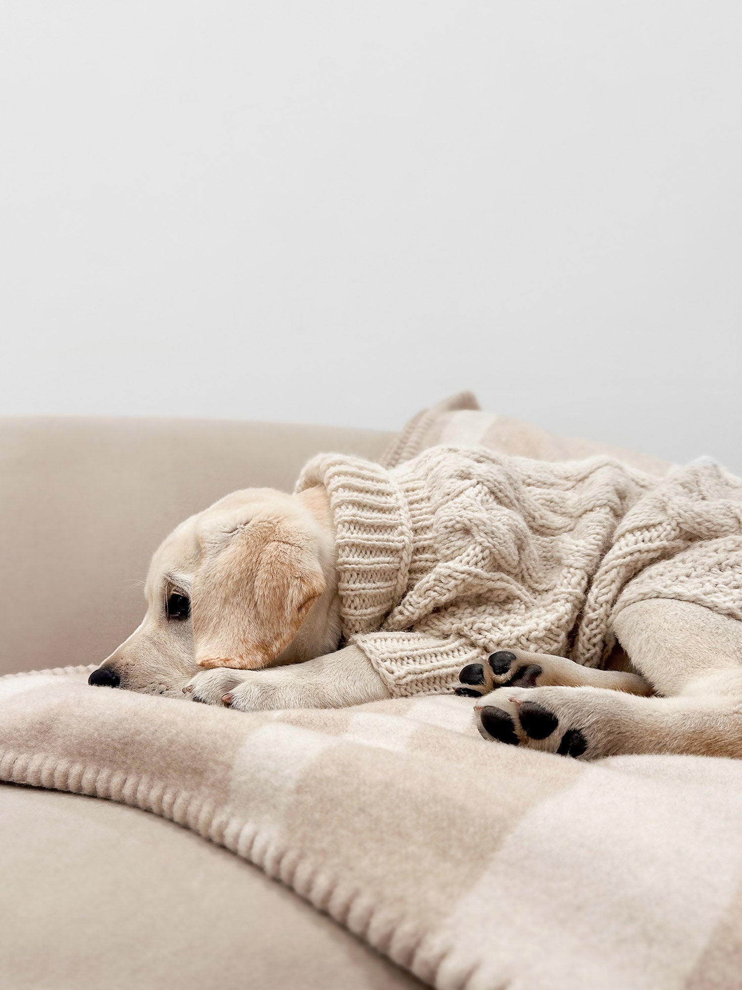 The Cable Dog Sweater - 2