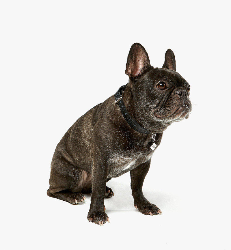 Pet Collar in Monogram Print Leather 4