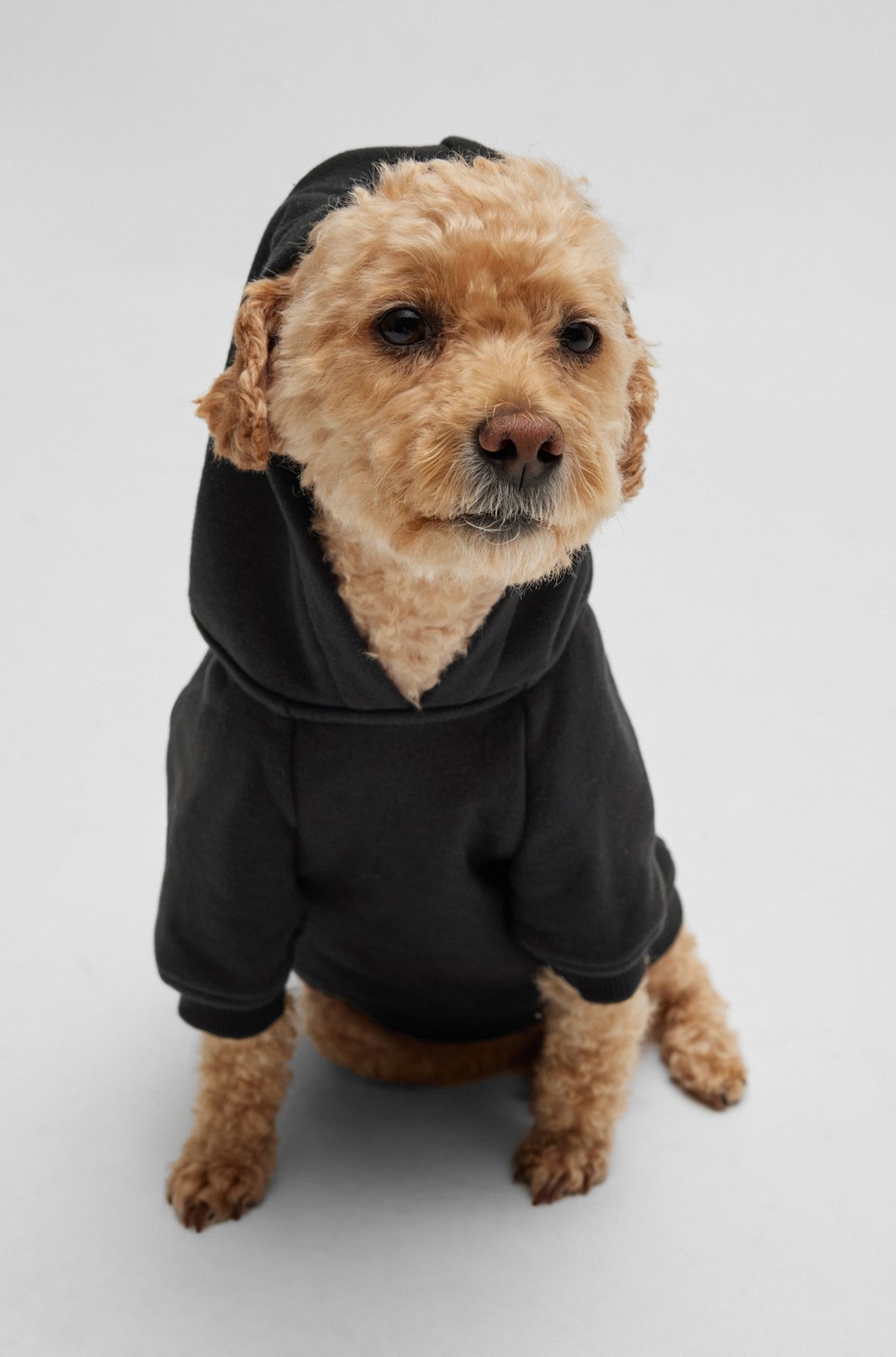 DOG HOODIE WITH ICONIC STRIPE LOGO - 2