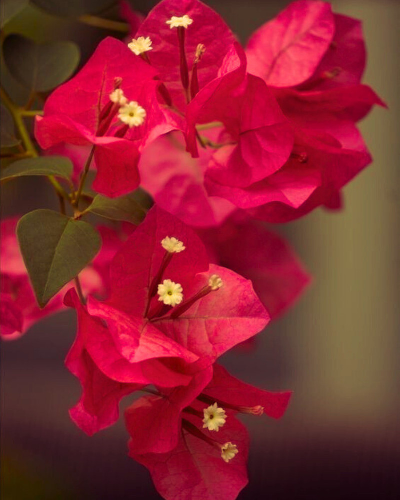 YSSO Bougainvillea Fleur Necklace outlook