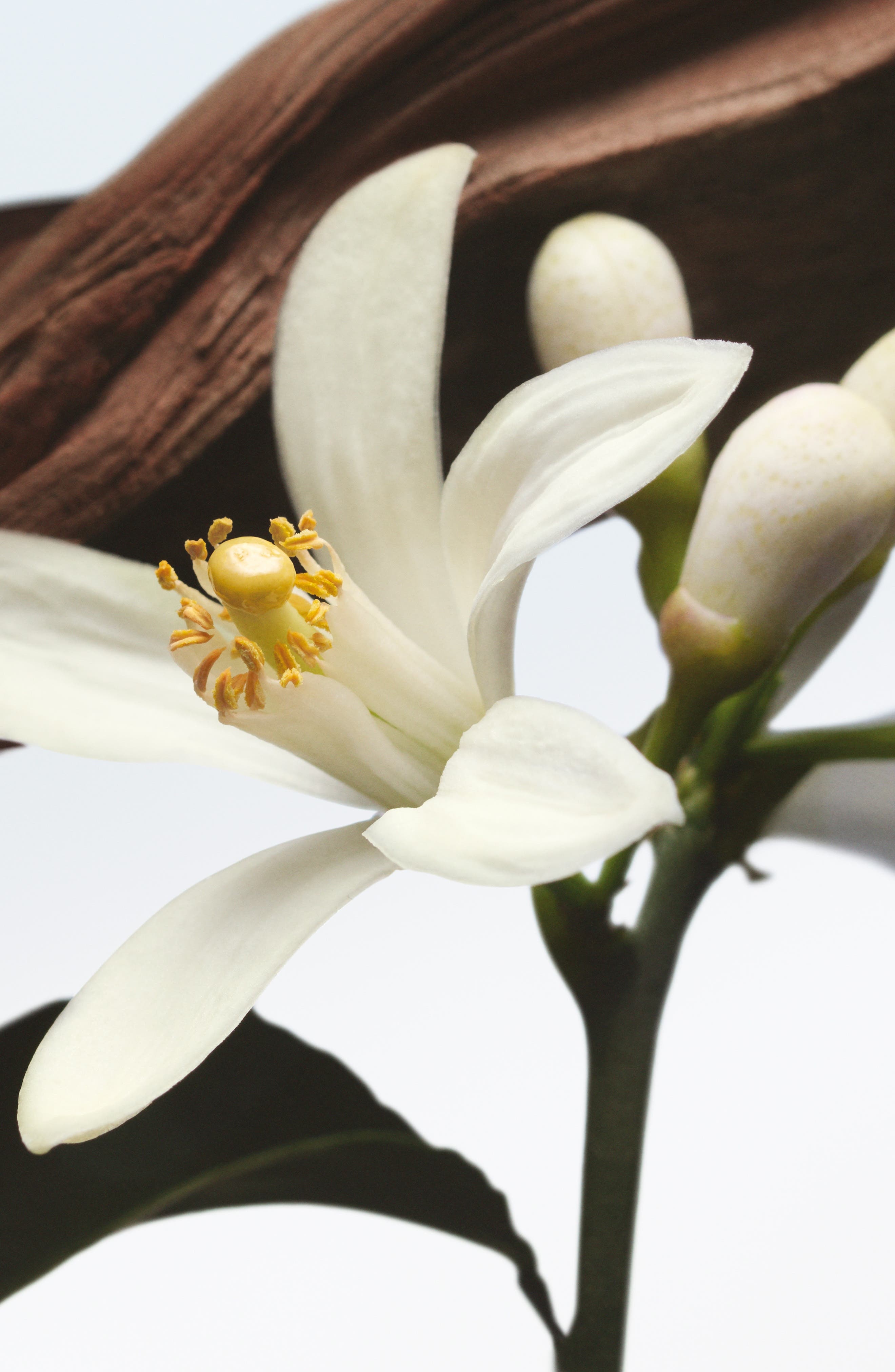 Dries Van Noten Jardin de L'Orangerie Eau de Parfum at Nordstrom - 2