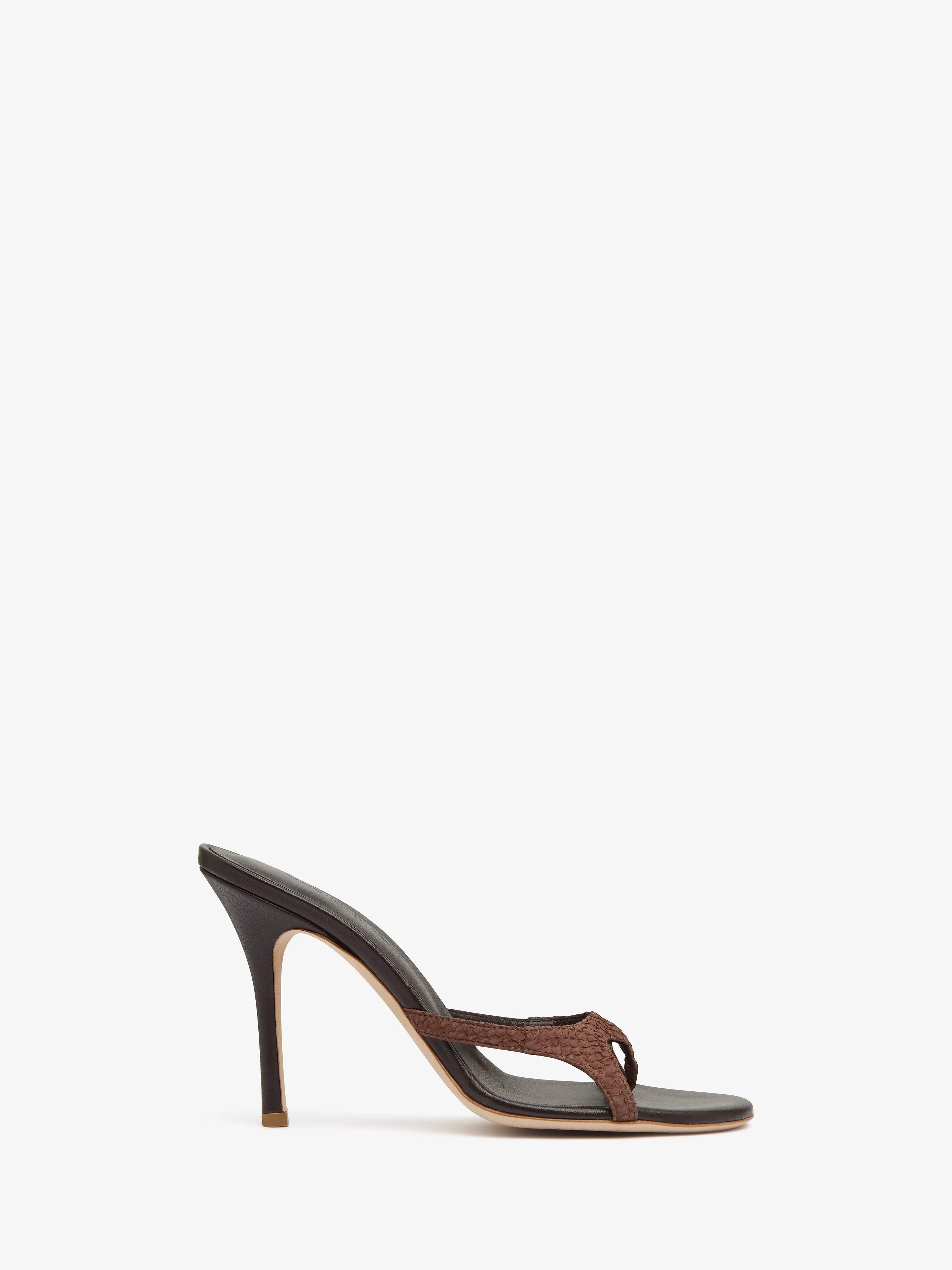 Alocasia Heel - 1