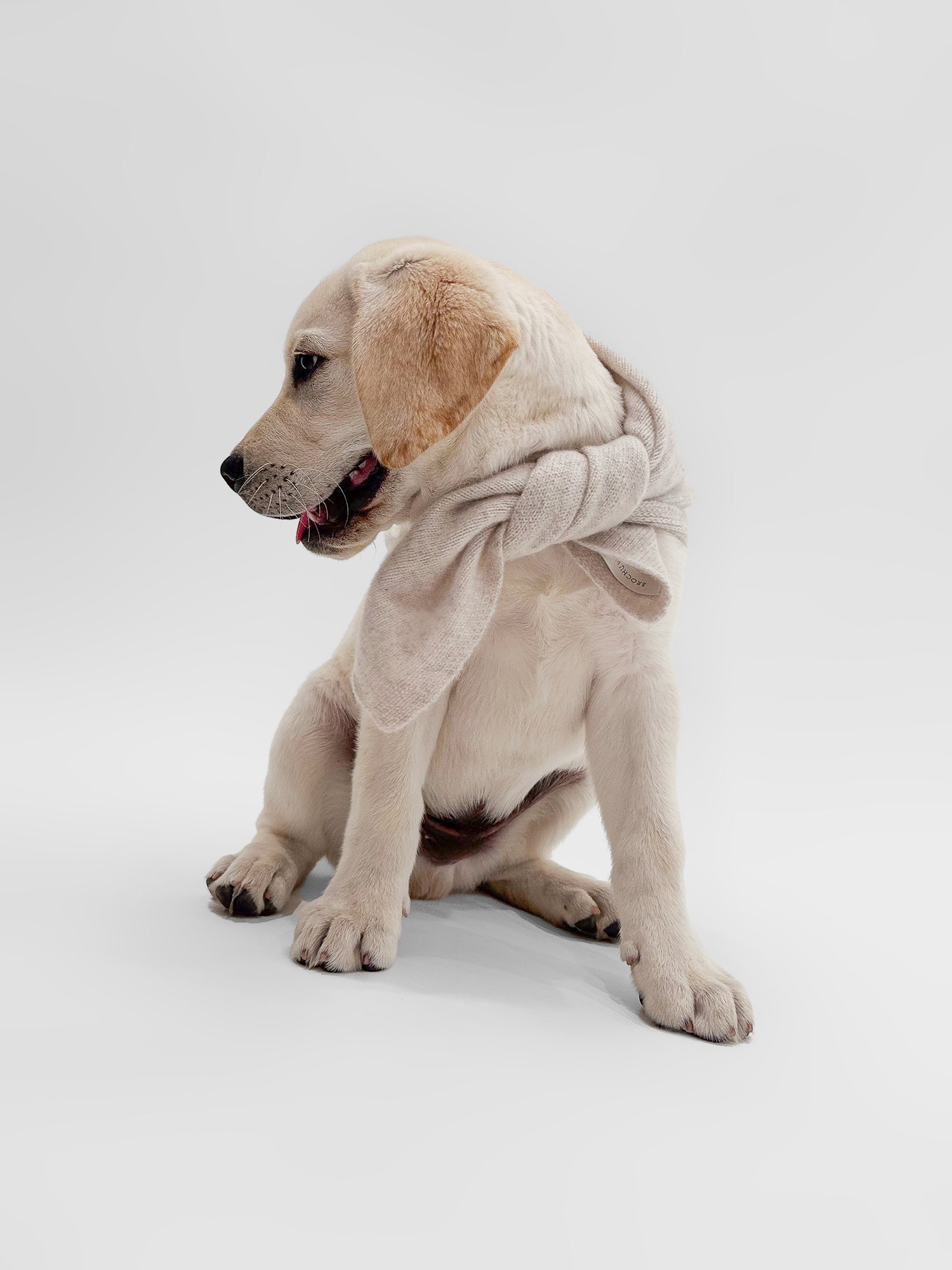 The Cashmere Dog Bandana - 1