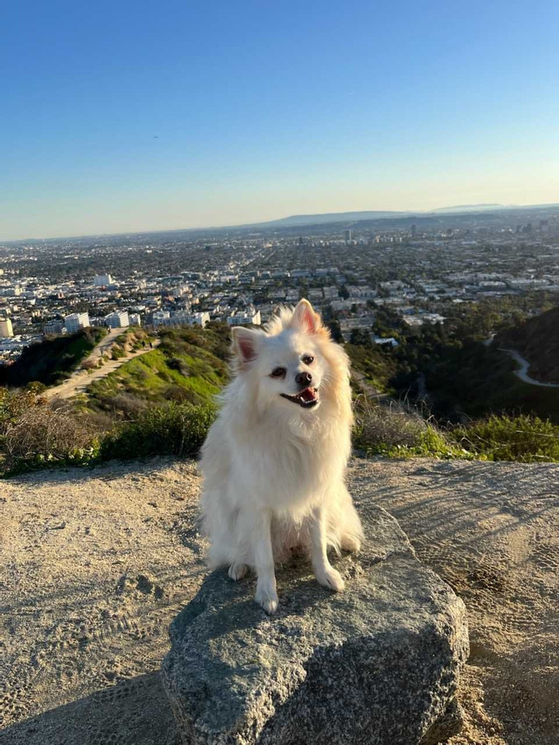 STAUD CUSTOM MINI SHIRLEY LEATHER BAG | BLACK 7