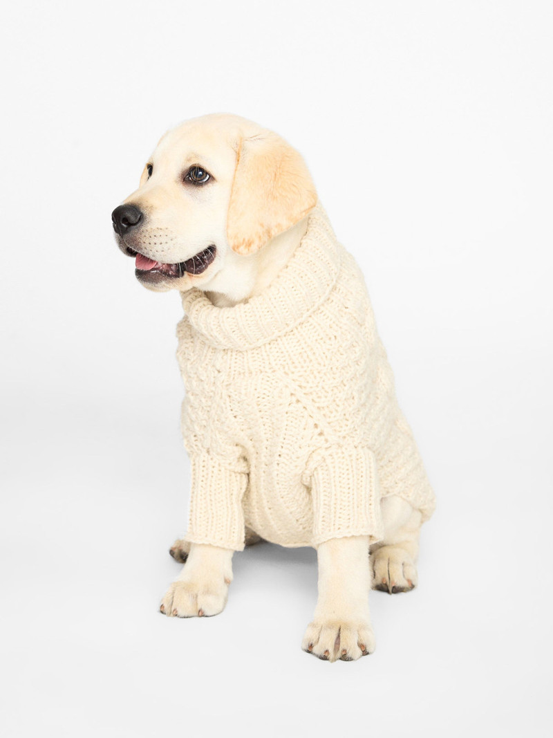 The Cable Dog Sweater 1