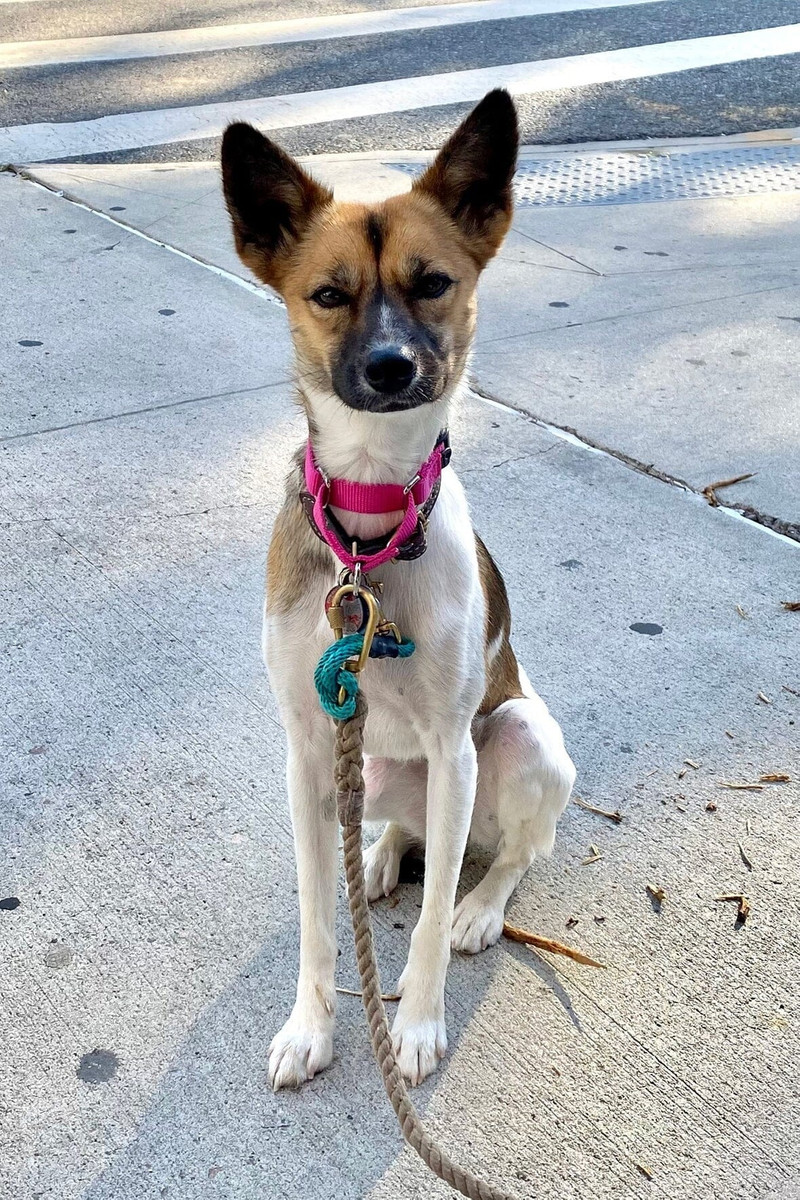 STAUD CUSTOM MOON BAG | CREAM 6