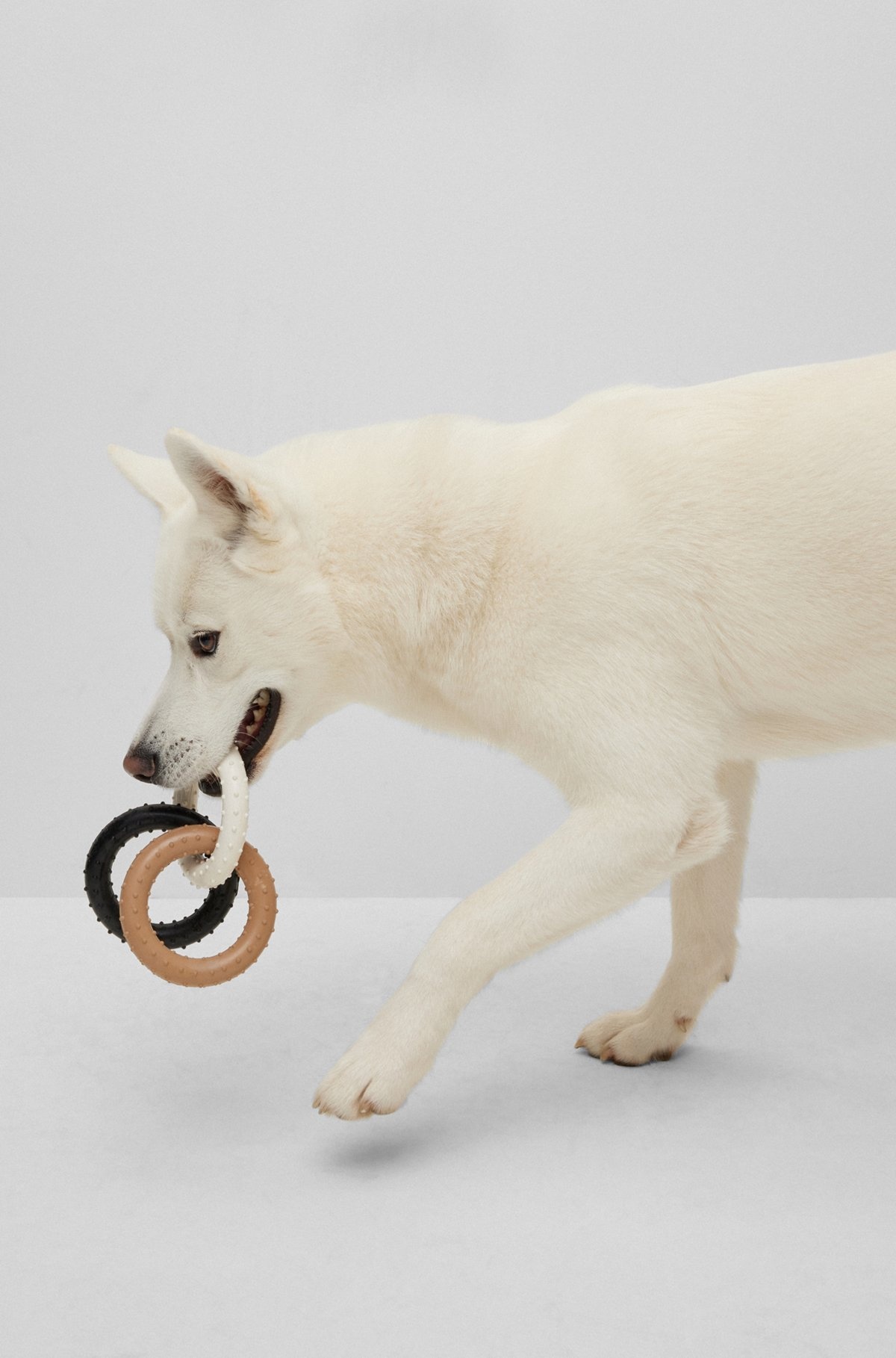 DOG PULL TOY IN SIGNATURE COLORS - 2