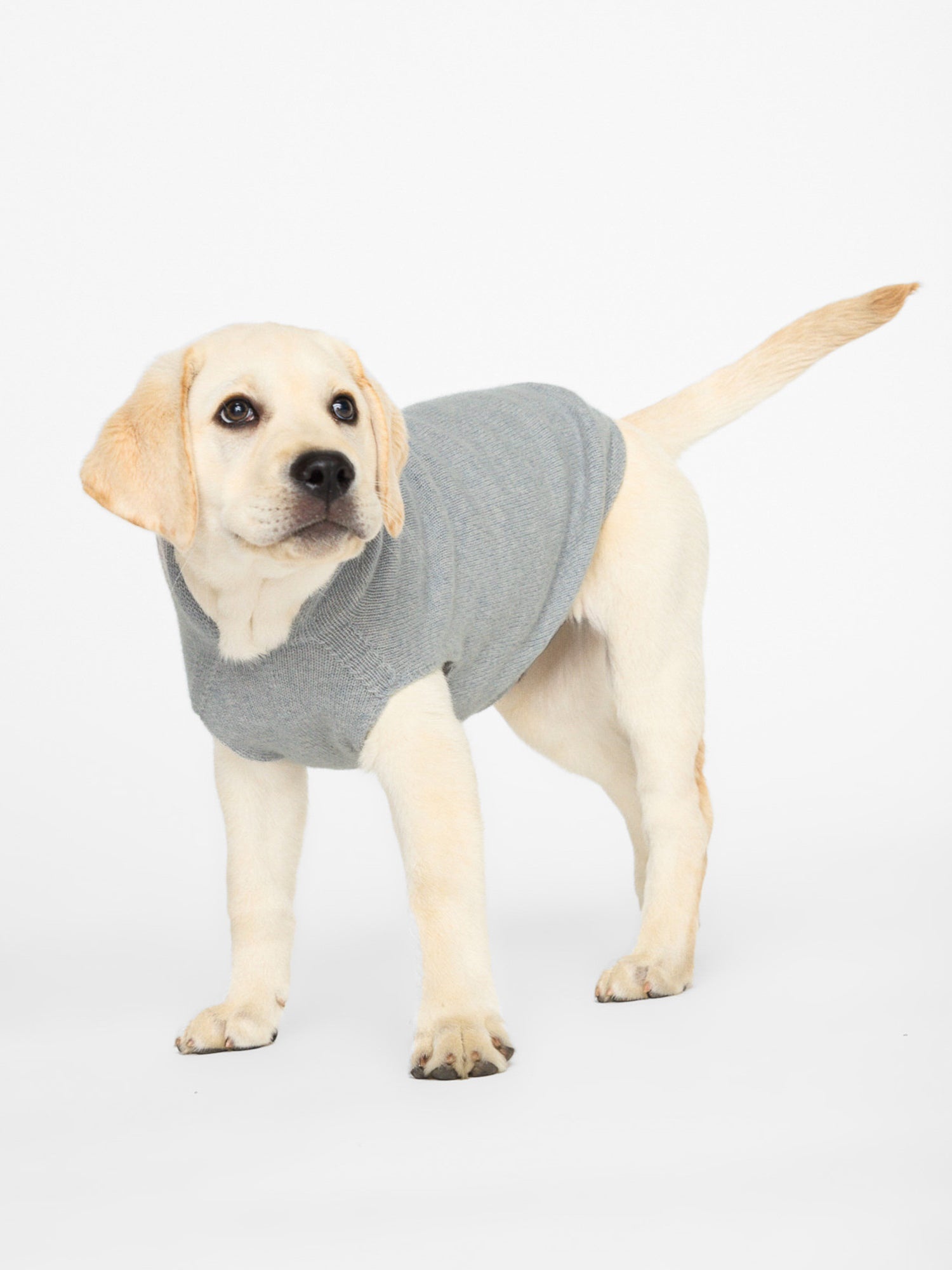 The Cashmere Dog Hoodie - 4